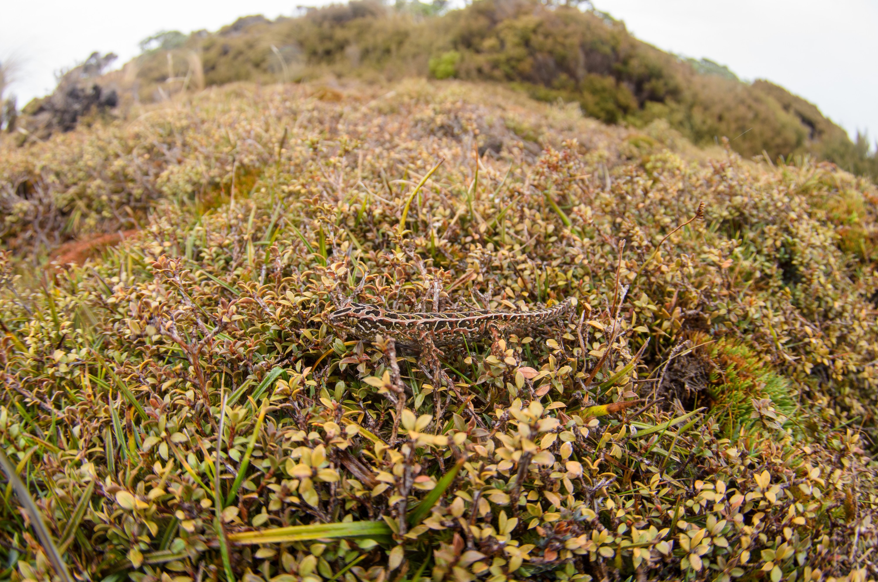 DSC_2971 – Adventure, Crispin, Hoplodactylus, Island, March 2017, National Park, New, New Zealand, Rakiura, South, Stewart, Tukutuku rakiurae, Zealand, amazing, gecko, harlequin gecko, rare, stunning